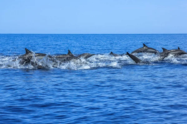 Τα δελφίνια πηδώντας Μεξικό — Φωτογραφία Αρχείου