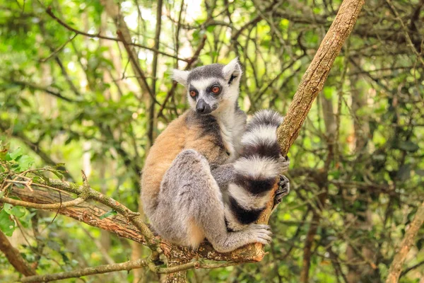 Lemur de Madagáscar — Fotografia de Stock