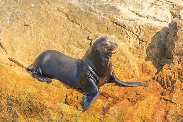 加州海狮 — 图库照片