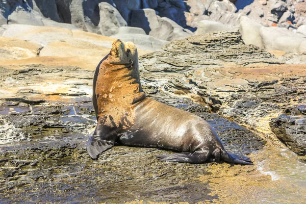 Californië zeeleeuw — Stockfoto