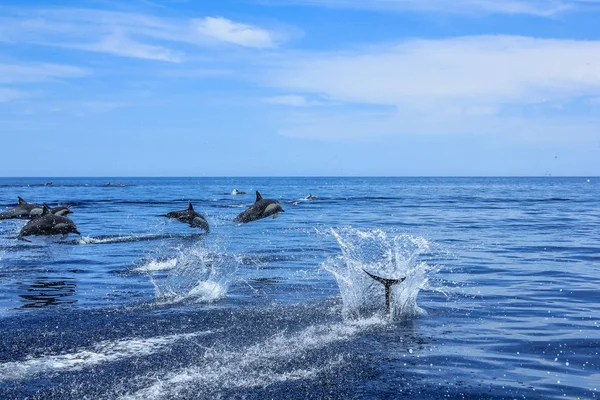 Grupo de golfinhos saltando — Fotografia de Stock