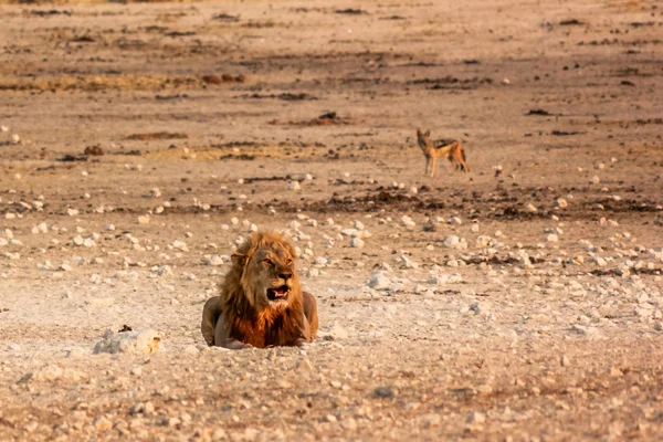 Samiec Lwa Etosha — Zdjęcie stockowe