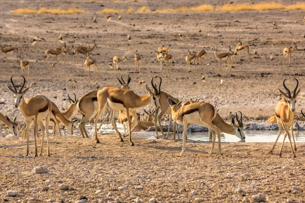 Herd of springboks — Stock Photo, Image
