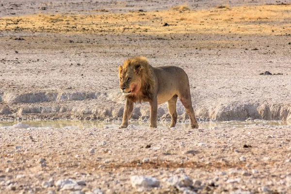 African lion Namibia — Stock Photo, Image