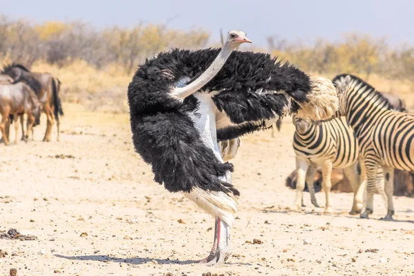 Avestruz Etosha Namibia — Foto de Stock