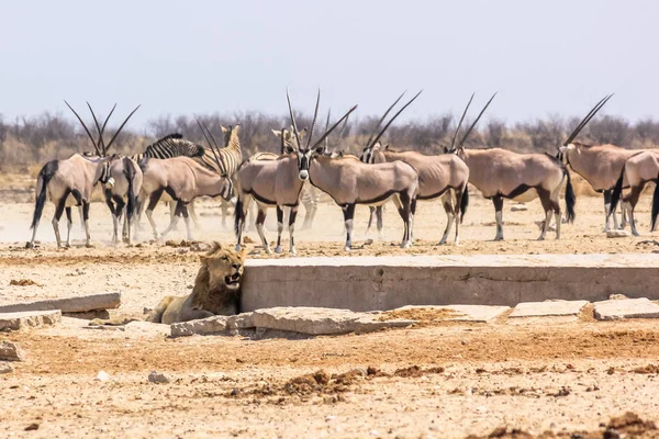 Zebralar oryxs aslan — Stok fotoğraf