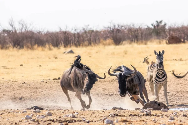 Zebras wildebeests running — Stock Photo, Image