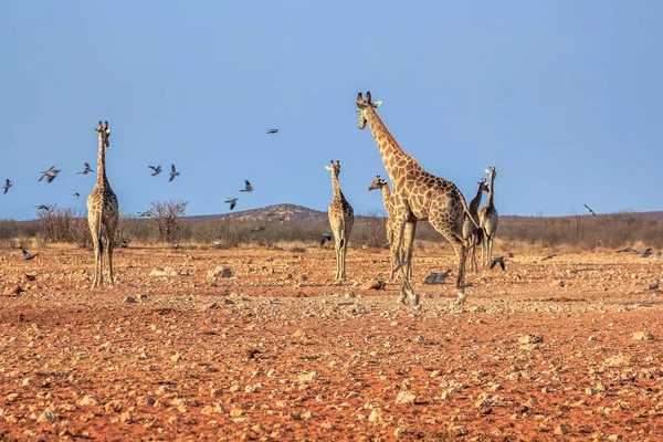 Savanadaki zürafalar — Stok fotoğraf