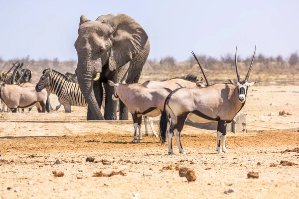 Zebras elephants oryxs — Stock Photo, Image