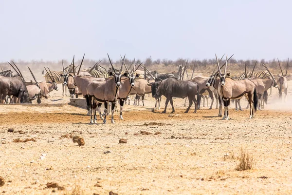 Zebras wildebeests oryxs — Stock Photo, Image