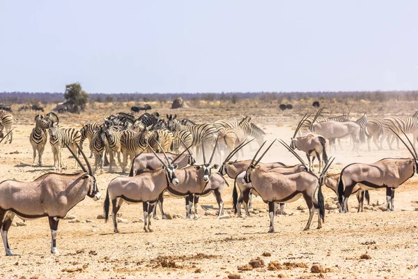 Cebras oryxs Namibia —  Fotos de Stock