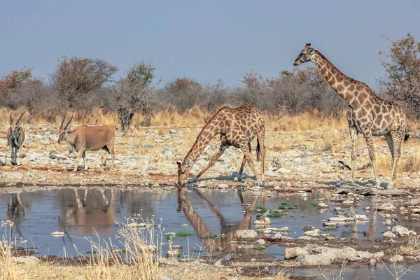 Elandes e girafas — Fotografia de Stock