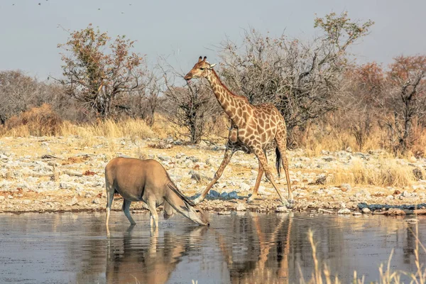 Etosha zebra and eland — Stock Photo, Image