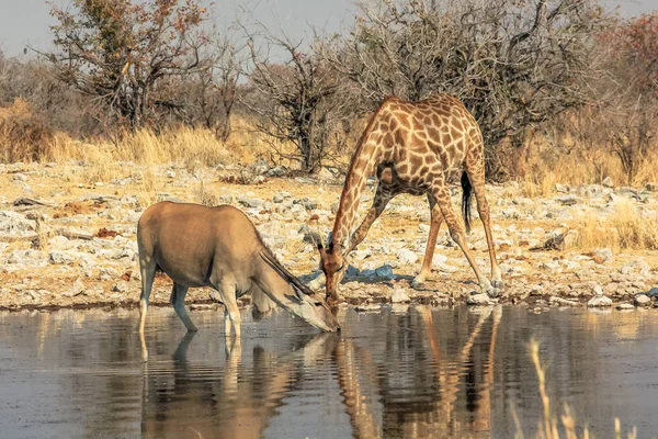 Zebra ve eland — Stok fotoğraf