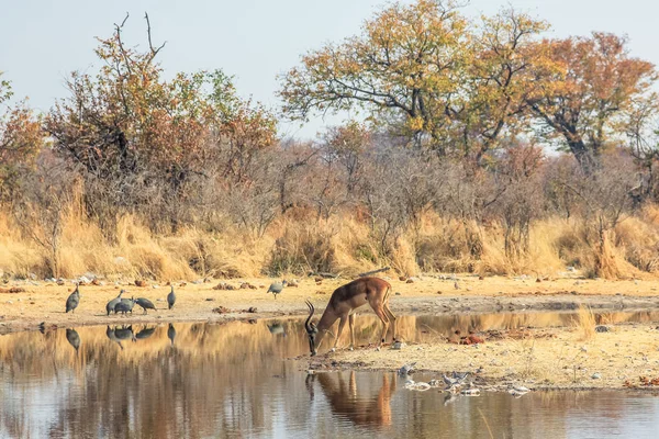 Solitário impala na piscina — Fotografia de Stock