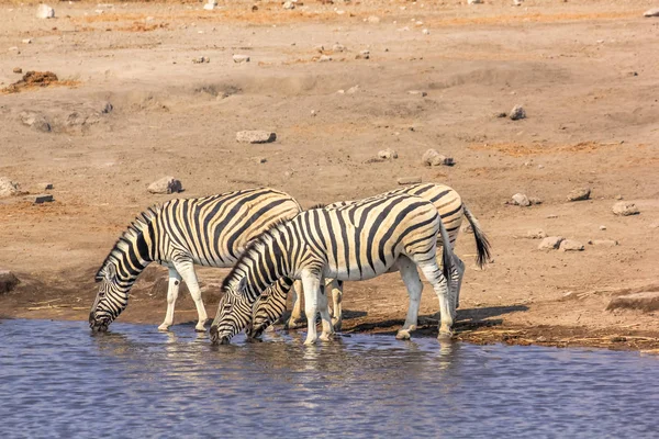 Zebra's drinken op zwembad — Stockfoto