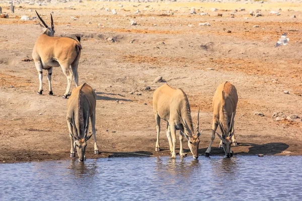 Etosha Elands bebendo — Fotografia de Stock