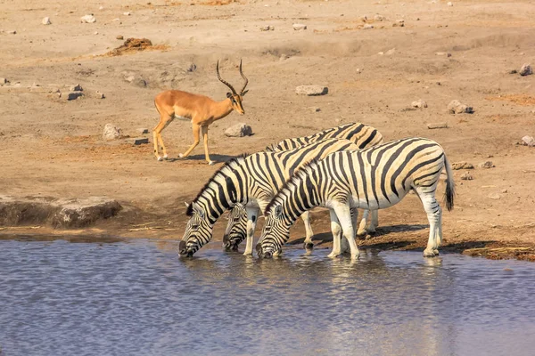 Etosha Zebra's en impalas — Stockfoto