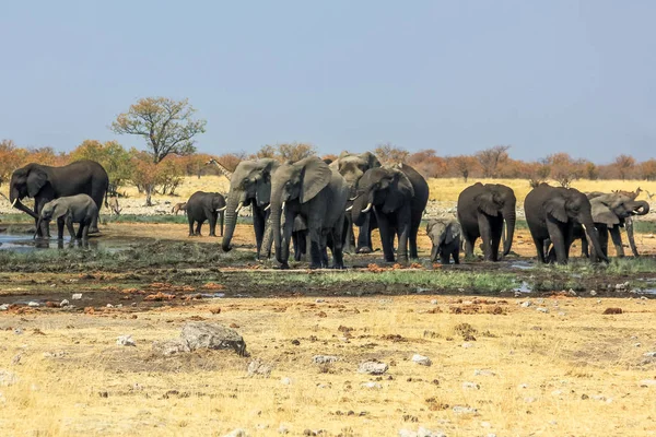 Etosha olifanten kudde — Stockfoto