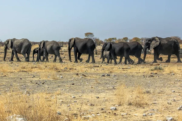 Etosha Afrikaanse olifanten — Stockfoto