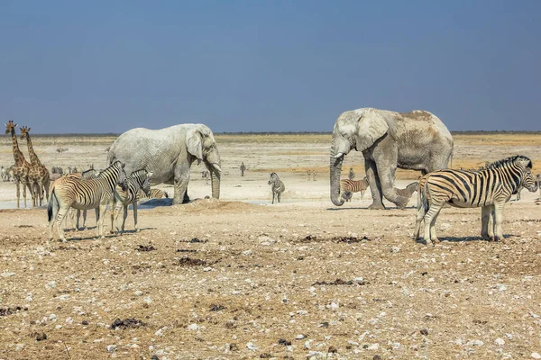 Etosha Zebra's, olifanten — Stockfoto