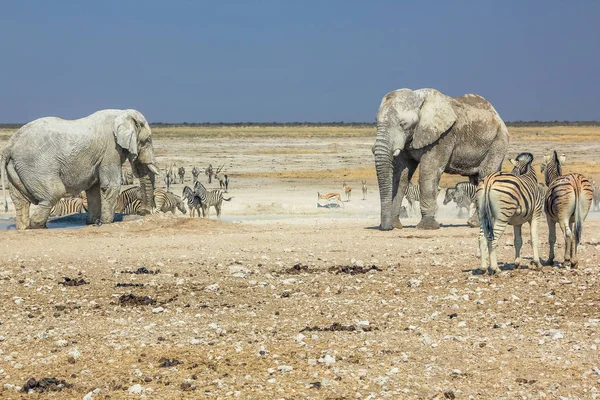 Etosha Zebra's, olifanten — Stockfoto