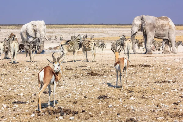 Elefantes Etosha springboks —  Fotos de Stock