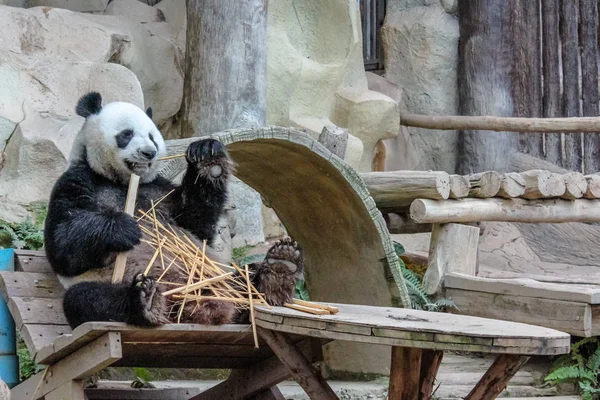 Panda gigante Zoológico de Chiang Mai — Fotografia de Stock