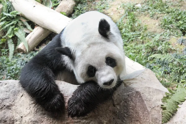 Portrait de panda géant — Photo