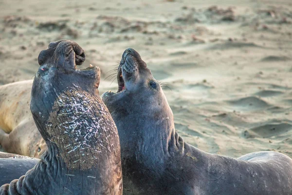 Elefantes foca luchando —  Fotos de Stock