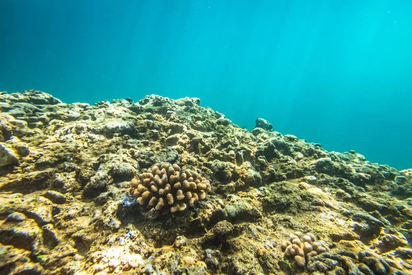 Sea bead Hawaii — Stock Photo, Image