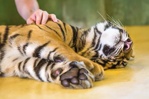 Pequeño tigre lindo —  Fotos de Stock