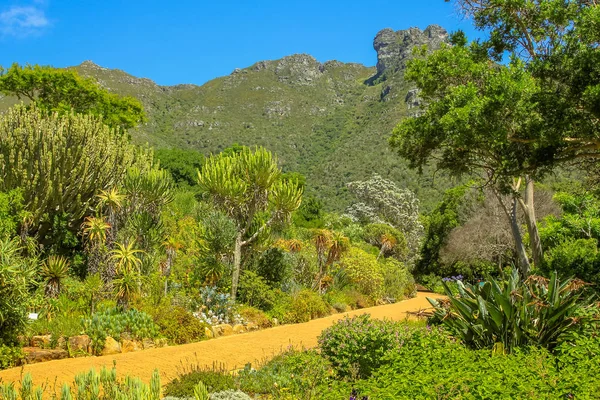 Kirstenbosch jardim botânico — Fotografia de Stock