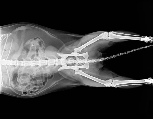 Placa de rayos X de gato —  Fotos de Stock