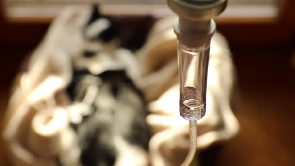 Gato de gotejamento intravenoso — Vídeo de Stock
