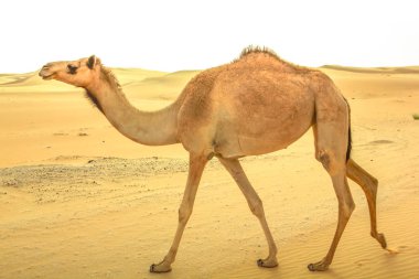 Çöl, yalnız deve