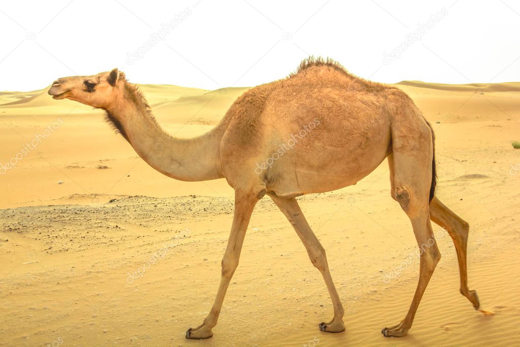 Lone Camel at desert