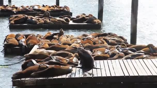 Sea lions San Francisco — Stock Video