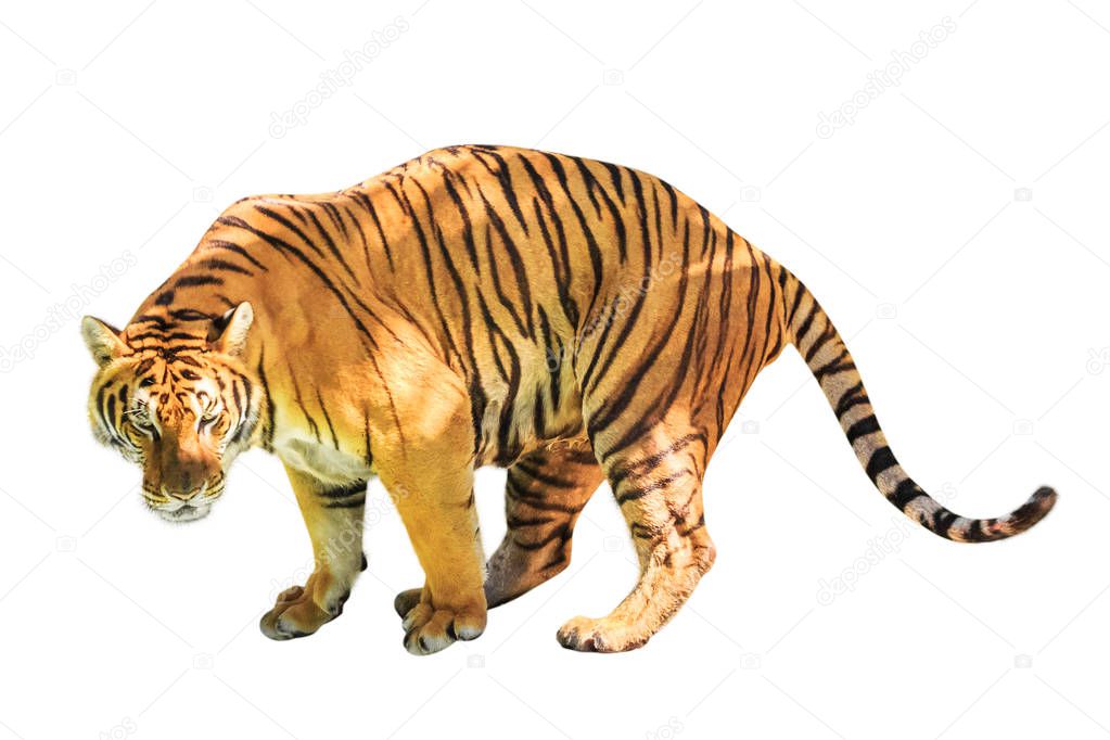 Tiger white background