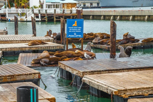 Pier 39 Sea Lions — Stock fotografie
