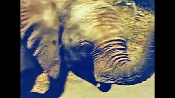 Ελέφαντας Ζωολογικός Κήπος Μαγιόρκα — Αρχείο Βίντεο