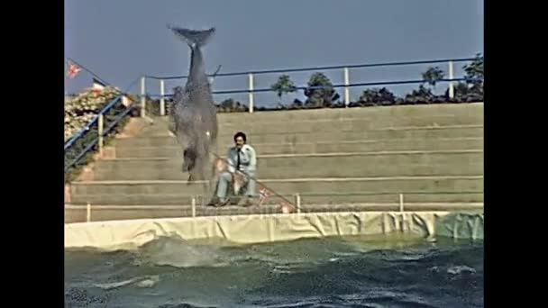 Pokaz delfinów Majorka — Wideo stockowe