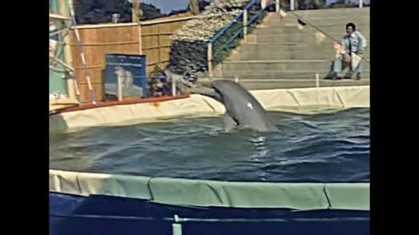 Majorca dolphin show — Stock Video