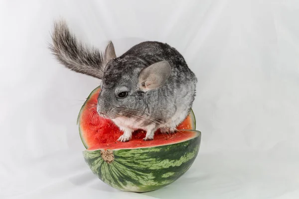 Chinchilla op watermeloen — Stockfoto