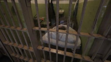 Alcatraz ressam doktor hücre