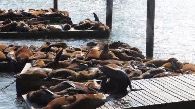 Pier 39 deniz aslanları