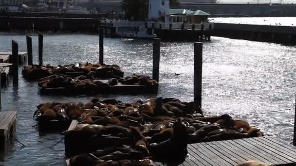 Deniz Aslanları san francisco — Stok video