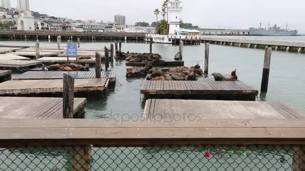 Морських левів Сан-Франциско — стокове відео