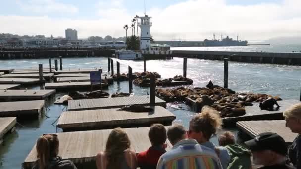 Otaries San Francisco — Video