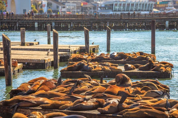 Pier 39 Sea Lions — Stock fotografie